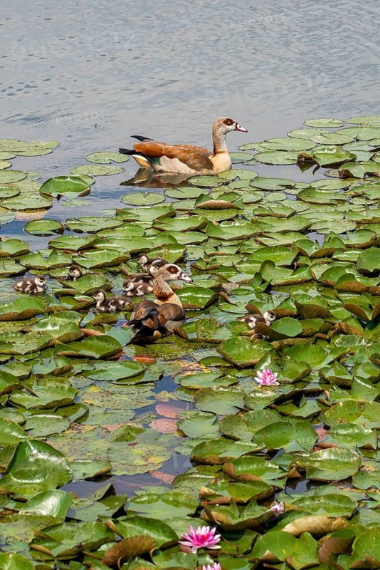 Alopoch Aegyptiacus, Egyptian Goose, Family, Nile Goose, Anatidae, Birds, Duckbirds, Goose, Goose, High Size, Portrait, Young Animal, Puzzle, Search Image, Birds, Waterbirds, Waterbirds