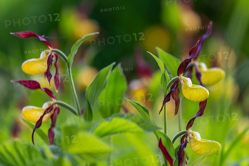 European lady's slipper (Cypripedium calceolus), orchid family (Orchidaceae), group, mountain path, Upper Danube nature park Park, Baden-Württemberg, Germany