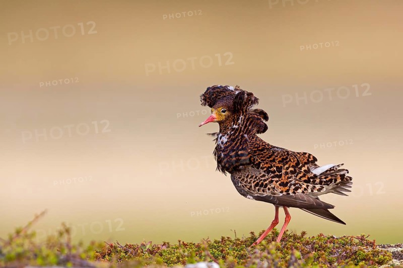 Ruff, (Philomachus pugnax), animals, birds, plumage during mating season, snipe bird, courtship, male, mating behaviour, mating season, Varanger, Finnmark, Norway