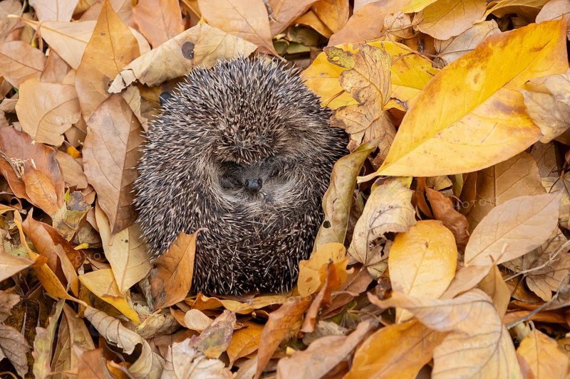 European hedgehog (Erinaceus europaeus) adult animal sleeping on autumn colour leaves during hibernation, England, United Kingdom