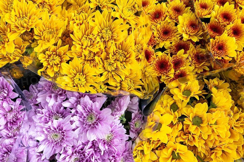 Chrysanthemums, Bangkok, Thailand