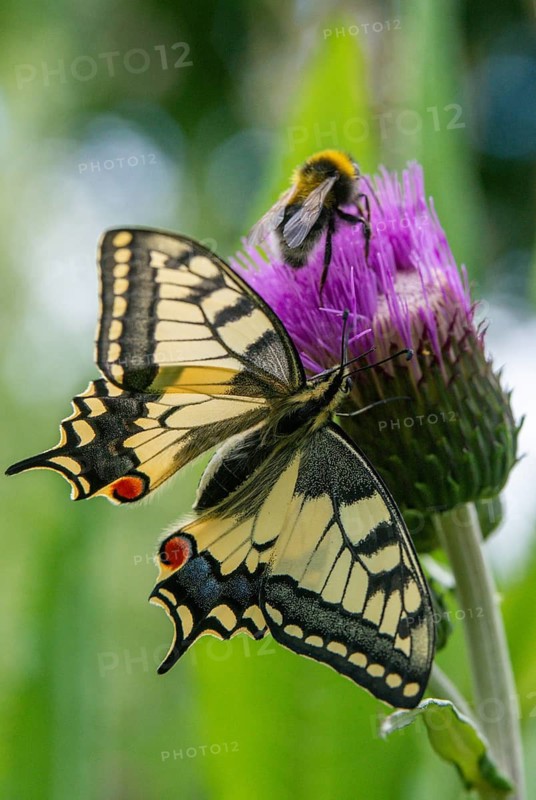 Papilio machaon, swallowtail, butterfly, high size, portrait format, insects, butterfly, butterflies