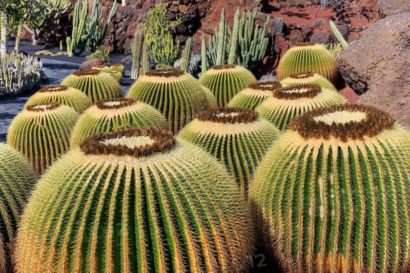 Lanzarote, Canary Islands, Spain, Europe, Cesar Manrique Jardin de Cactus near Guatiza, round cacti in a volcanic environment surrounded by various other types of cacti and rock formations