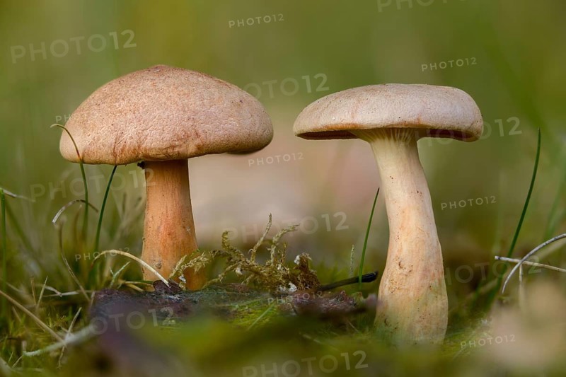 Broken milkling, fragilizer, fenugreek milkcap, felted milkling, lactarius helvus, lovage milkling, maggi mushroom, fungi, mushrooms