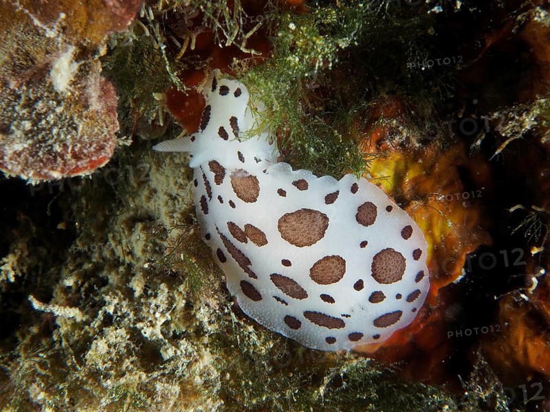 A brown and white patterned sea snail, the leopard snail (Discodoris atromaculata), on the seabed of the underwater world, at the Hausriff dive site, Stoja, Pula, Croatia, Mediterranean Sea