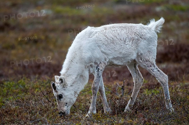 Artiodactyla, even-toed ungulate, Finland, cloven-hoofed, rangifer tarandus, reindeer, reindeer, adolescent, juvenile, mammals, mammals