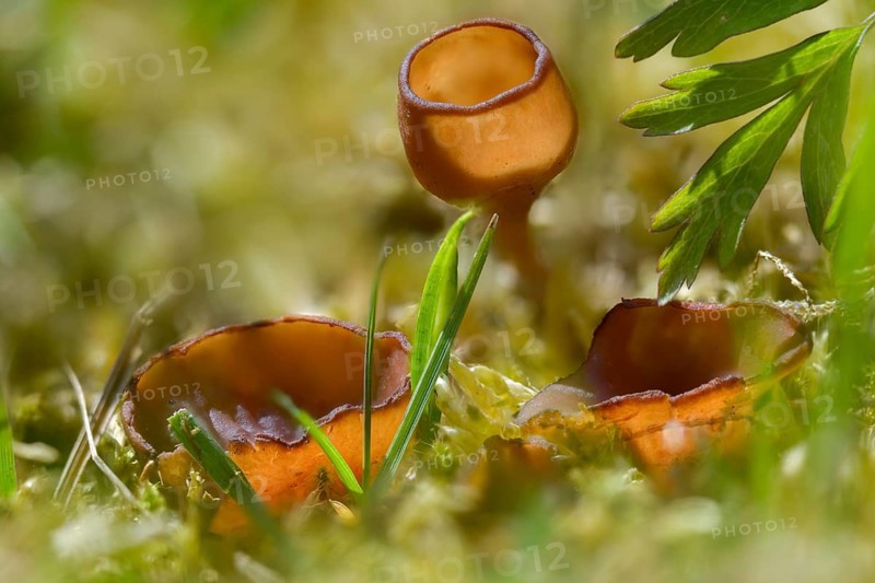 Anemone cup, dumontinia tuberosa, common anemone cup, sclerotinia tuberosa, sclerotic cup, fungi, fungus, mushrooms