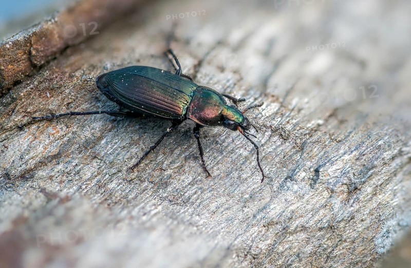 Carabidae, Coppery-Green Predatory Ground Beetle, copper-colored grave runners, coppery shoulder-runners, Poecilus cupreus, beetles, coleoptera, insects, beetles, ground beetles