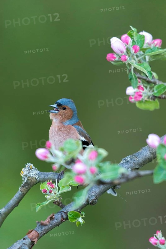 Chaffinch, Fringilla Coelebs, Fruit Tree Blossoms, Birds, Call, Spring, Song, High Size, Portrait Format, Male, Passeri, Call, Singing, Songbirds, Jump, Birds