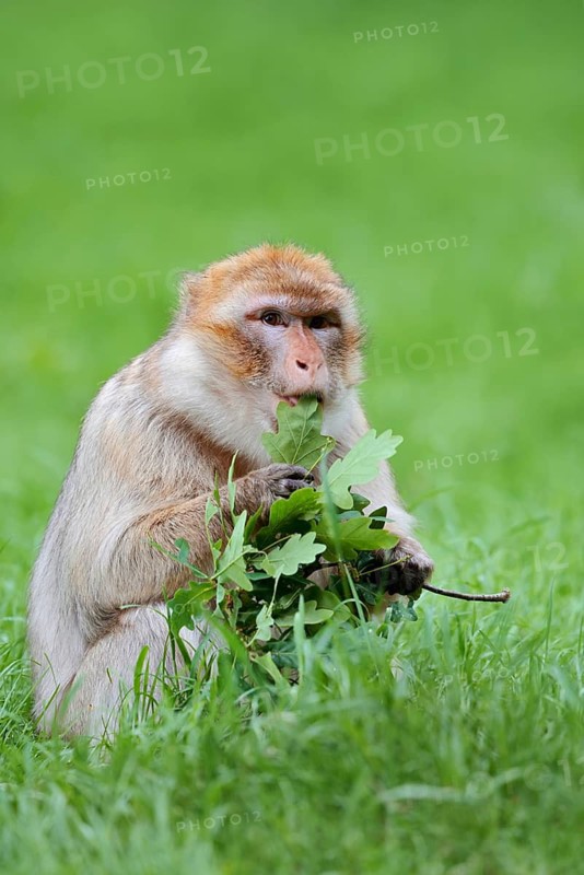 Barbary macaque or magot (Macaca sylvanus) sits in a meadow and eats oak leaves, occurring in Morocco, Algeria and Gibraltar
