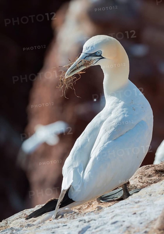 A northern gannet (Morus bassanus) (synonym: Sula bassana) is perched on a light-coloured rock with nesting material in its beak, its neck twisted backwards, in the background is a dark red rock face, partly in shadow and partly bathed in sunlight, with another, out-of-focus bird in flight, a red sandstone cliff, coastline, adult, nesting, nesting site, sunny, sunlight, raking light, bright, white plumage, portrait, Heligoland, an island in the open sea, North Sea, Pinneberg district, Schleswig-Holstein, Germany