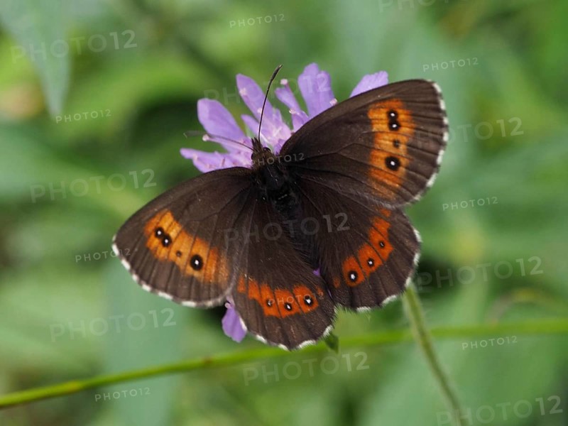 A butterfly with orange-brown wings, the Erebia ligea, on a purple flower, Goms, Canton of Valais, Switzerland