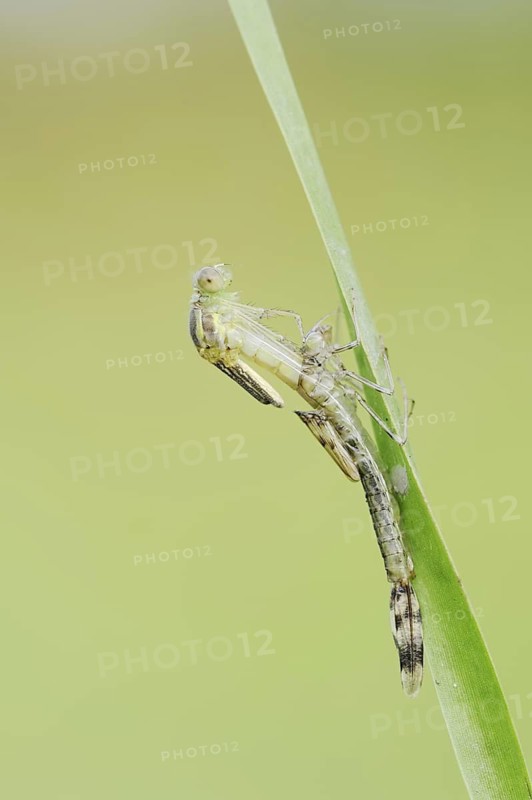 Willow Emerald Damselfly (Chalcolestes viridis) hatching, hatching, larva, dragonfly larva, North Rhine-Westphalia, Germany