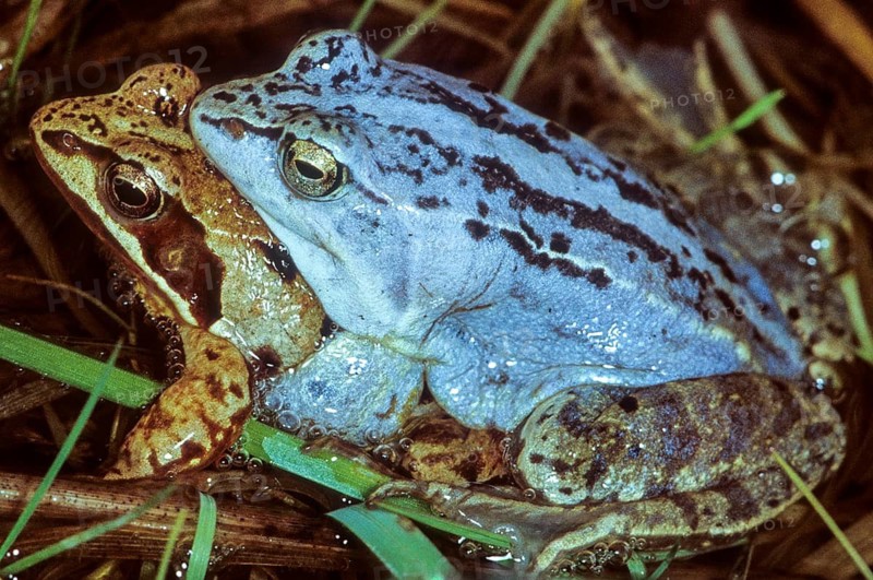 Moor frog, moor frog, rana arvalis, amphibians, amphibians, frog, frog, amphibians, mating, mating
