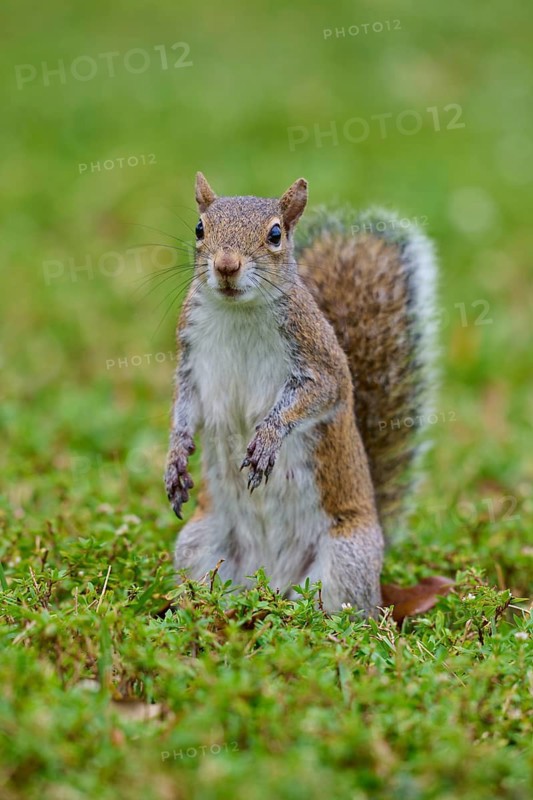 Grey Squirrel (Sciurus carolinensis), on meadow, springtime, Florida, USA