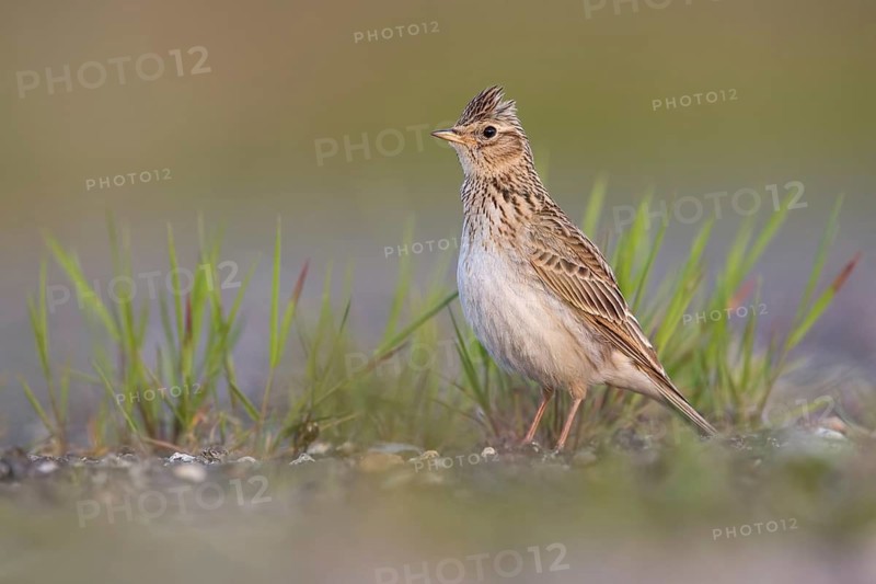 Eurasian Skylark (Alauda arvensis) male perched on the ground, Poland