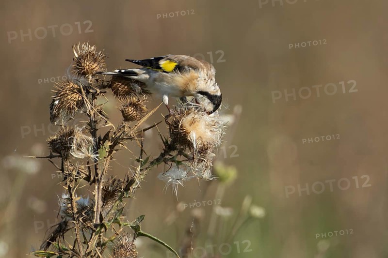 European goldfinch (Carduelis carduelis) adult garden bird feeding on thistle seeds in summer, England, United Kingdom