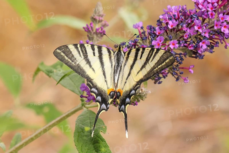 Podalirius butterfly (Iphiclides podalirius), feeding on nectar from butterfly bush (Buddleja davidii), butterfly bush, in a natural outdoor setting, wildlife, insects, butterflies, diurnal butterflies, Dortebachtal Nature Reserve, Moselle, Rhineland-Palatinate, Germany