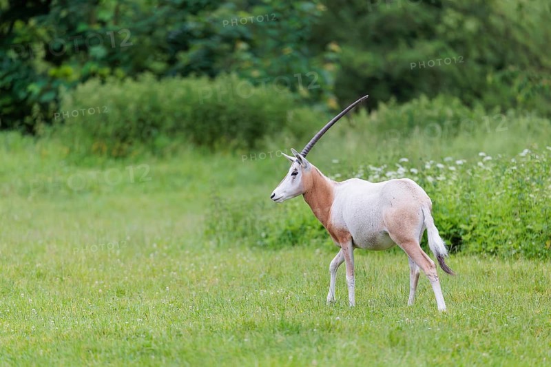 A Scimitar Oryx (Oryx dammah) runs across a green meadow on a cloudy day. Extinct in the wild. Central Sahara, Niger, Chad