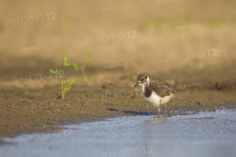 Northern Lapwing (Vanellus vanellus) chick, North Rhine-Westphalia, Germany