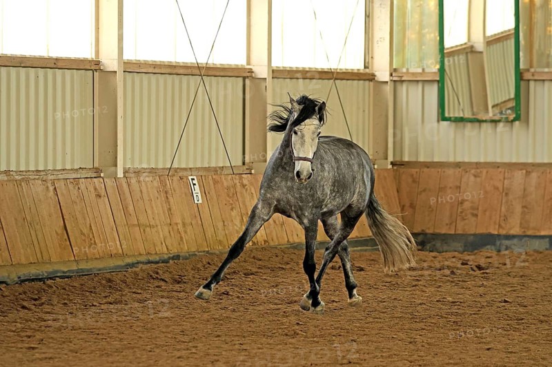 Andalusian, Pura Raza Española, Fröndenberg, North Rhine-Westphalia, Germany, jumps for joy, lots of movement
