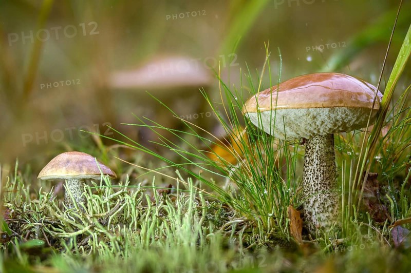 Birch mushroom, birch root, birch bolete, boletaceae, boletus scaber, thick-bolete relatives, goatwort, capuchin bolete, krombholzia scabra, leccinum rotundifoliae, leccinum scabrum, rough-stemmed bolete, birch bolete, fungi, mushrooms, scaber stalk