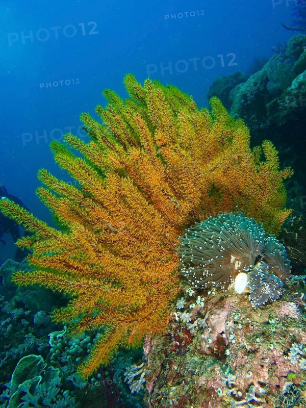Bushy feather star, the variable feather star (Comaster schlegelii) and other marine creatures in a vibrant underwater landscape, Spice Reef dive site, Penyapangan, Bali, Indonesia