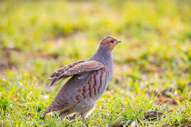 Grey partridge (Perdix perdix) Germany