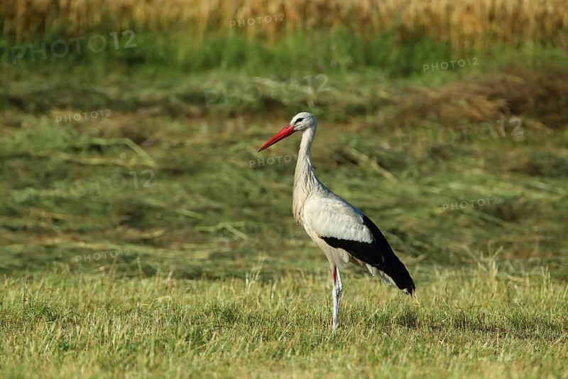 A stork stands still in a meadow bathed in sunlight, white stork (Ciconia ciconia), farmland, Mannheim, Baden-Württemberg, Germany