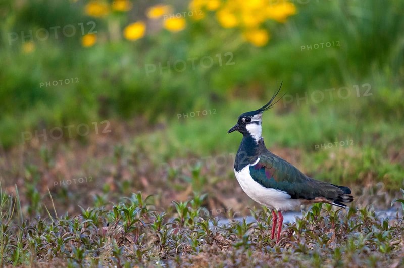 Lapwing, vanellus vanellus, birds, charadriiformes, limikolen, plovers, birds, waders, waders