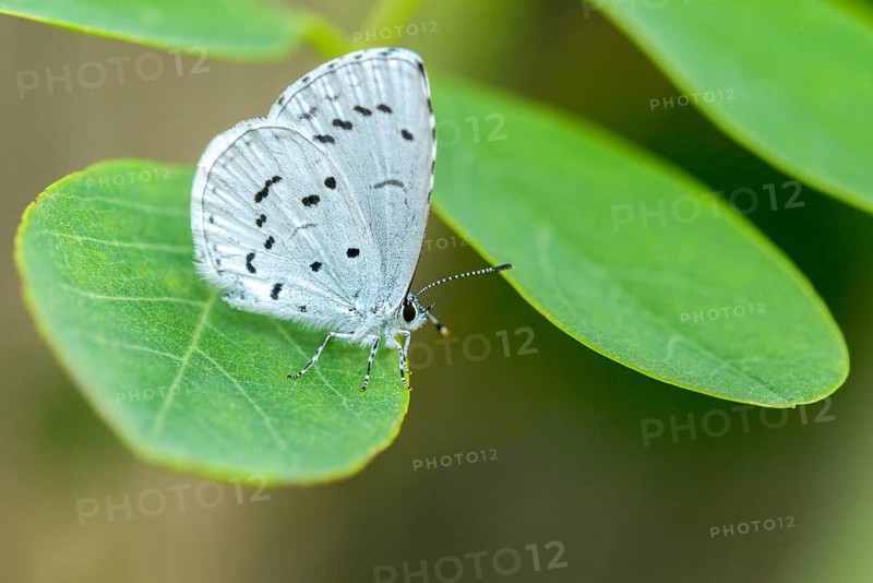 Brandenburg, Celastrina Argiolus, Germany, buckthorn blue, holly blue, Nabu, Nabu project, national natural heritage, natural paradise Grünhaus, post-mining landscape, blue, butterfly, green house, insects, butterfly, butterflies, butterflies, butterflies, butterflies