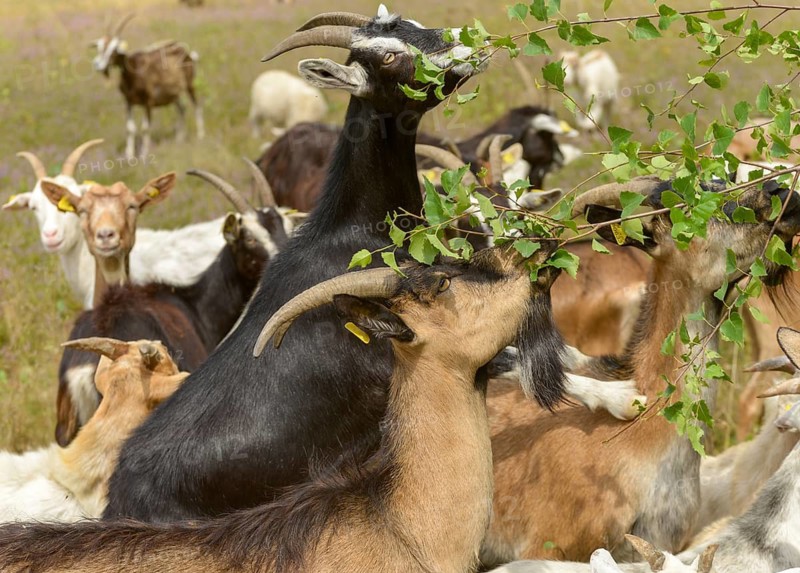 Artiodactyla, Capra Aegagrus Hircus, even-toed ungulate, domestic goat, cloven-hoofed, Pöllwitzer Wald, Thuringia, grazing, domesticated animals, extensive grazing, woody bite, goat, pet, mammals, bite, willow, wild willow, goat