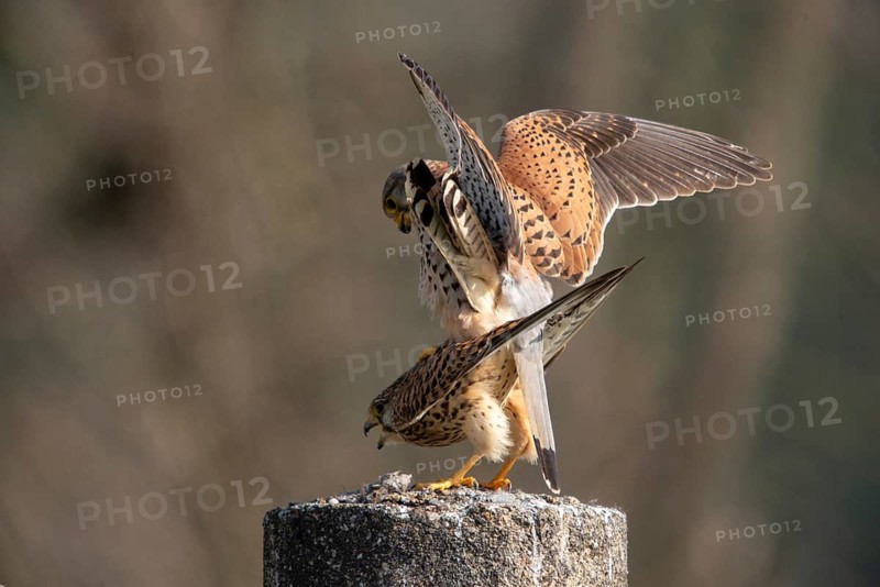 Falco tinnunculus, Common Kestrel, kestrel, birds, falcon, falconiformes, falcons, birds of prey, hawk, copula, mating, raptors, birds