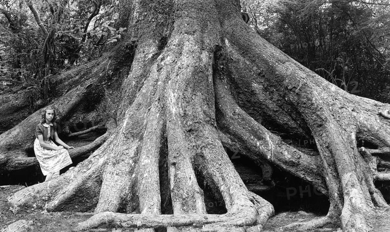 Young woman posing in front of the roots of an 'octopus tree' in the 'Trees of Mystery' park on Redwood Highway, quirky, California, USA around 1930s, historic