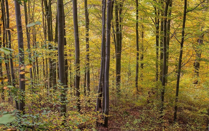 Buchenberg, Thuringia, Weidatal, autumn, extensive forestry, autumn, landscape, deciduous forest, nature reserve, Vogtland