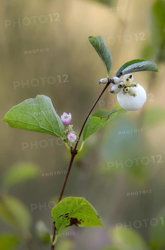 Common snowberry, common snowberry, poppy pea, snowberry, symphoricarpos albus, berry, flora, fruit, fruit, high size, portrait format, plants, plants