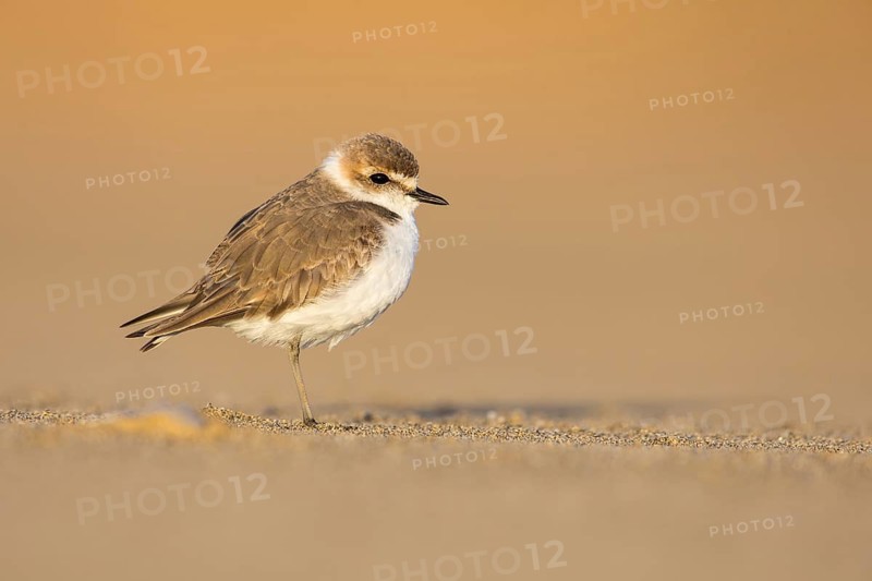 Kentish Plover (Charadrius alexandrinus) on beach, Fuerteventura, Spain