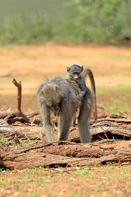 Bear baboon (Papio ursinus), Chakma baboon, adult, female, running, foraging, young, on its mother's back, sitting, childhood, Kruger National Park, Kruger National Park, South Africa
