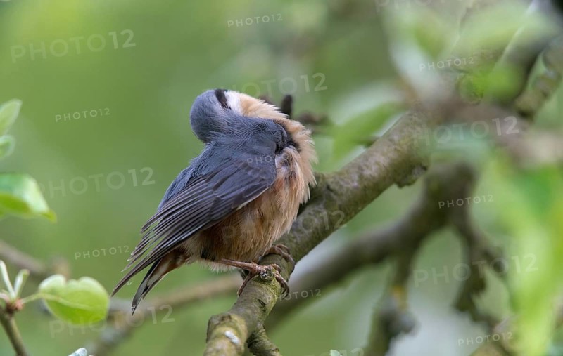 Nuthatch, Sitta Europaea, Birds, Plumage Care, Passeri, Preening, Songbirds, Birds