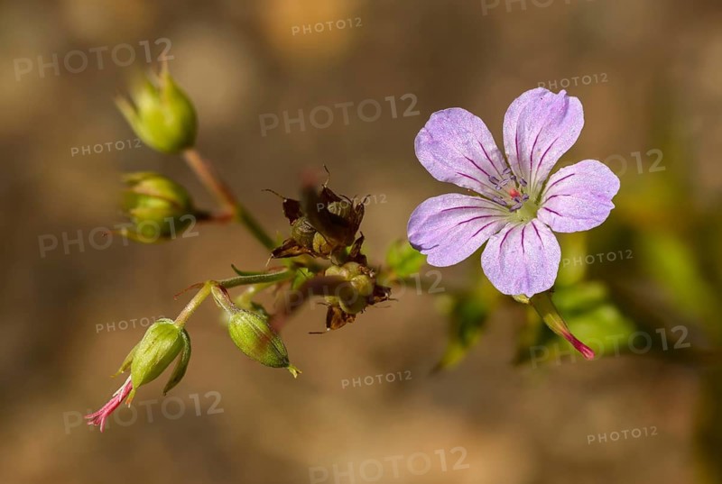 Knotted Crane's-Bill, Stork's Beak, Flora, Geranium Nodosum, Knotty Stork's Beak, Plants