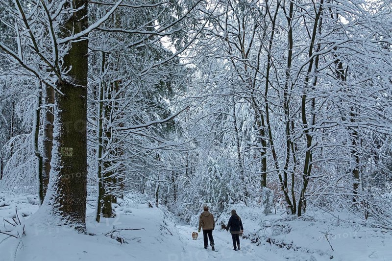 Two woman taking a walk with a dog through a snowy forest, winter, snow, Sieversen, Samtgemeinde Rosengarten, Lower Saxony, Germany