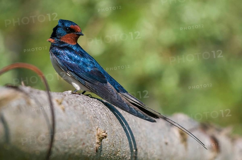 Hirundo rustica, house martin, swallow, birds, passeri, swallows, songbirds, songbirds, birds