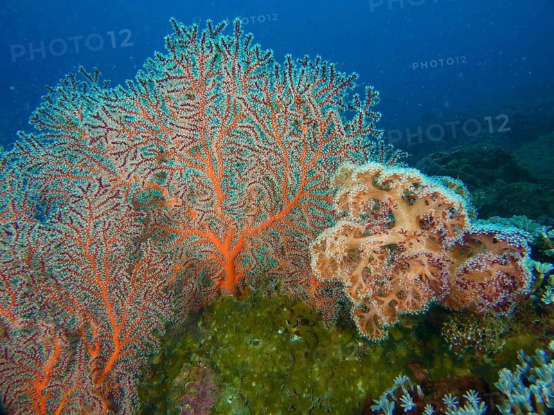 Complex coral structures, red knotted fan coral (Melithaea ochracea), with contrasting colours on the seabed, Magic Forest dive site, Penyapangan, Bali, Indonesia
