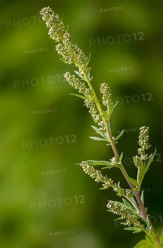 Artemisia vulgaris, asteraceae, mugwort, common mugwort, common mugwort, daisy, chrysanthemum weed, common mugwort, felon herb, flora, high size, portrait format, old Uncle Henry, plants, plants, riverside wormwood, sailor's tobacco, wild wormwood