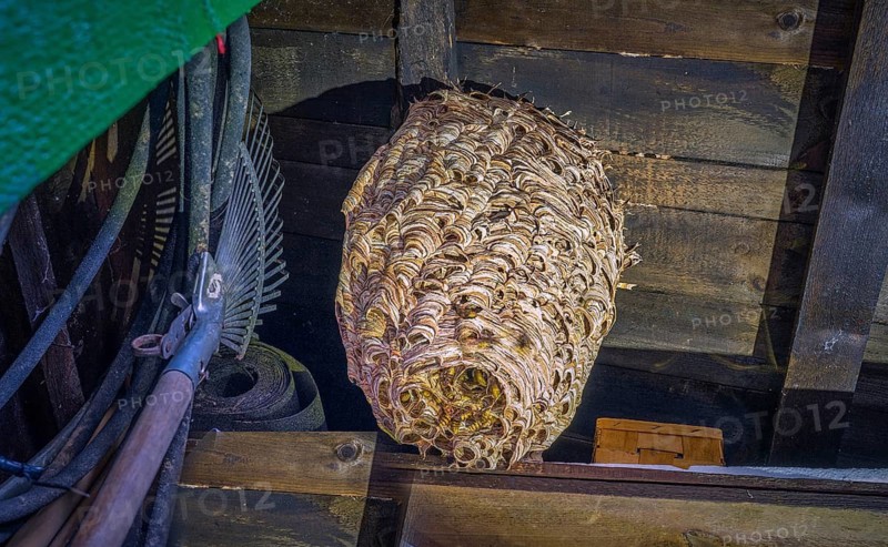 Giant European Hornet Nest (Vespa crabro) Inside a Wooden Garden Tool ShedLarge European hornet nest (Vespa crabro) attached to the roof structure of a wooden tool shed. Detailed wildlife and entomology image showing the papery nest architecture and active colony.European hornet (Vespa crabro) searching for food on an old tree trunk. Detailed macro wildlife photograph showing natural behavior, textured bark, selective focus, and green background