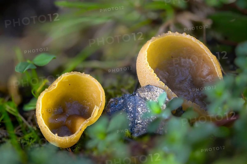 Spread beaker, peziza repanda, pseudopeziza repanda, fungi, fungus, mushrooms