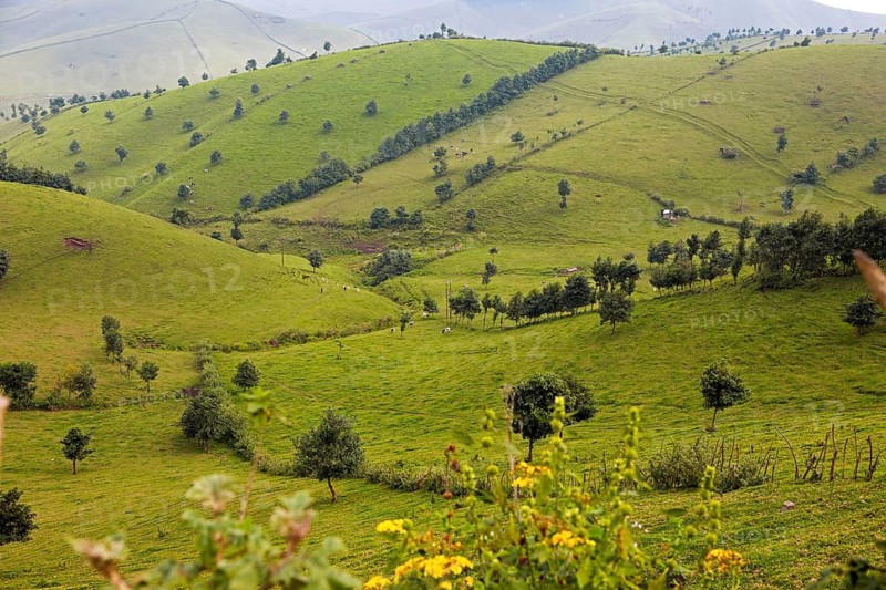 Hilly meadow landscape with dairy cows, Rwanda