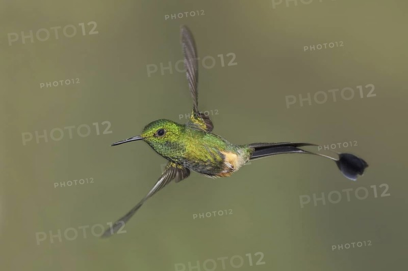 Booted Racket-tail (Ocreatus underwoodii), Ecuador