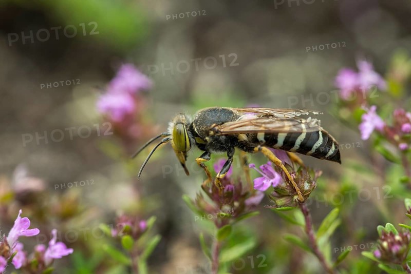 Bembix rostrata, common European sand wasp, crabroniade, hymenoptera, gyro wasp, digging wasps, insects, rostrates bembix wasp