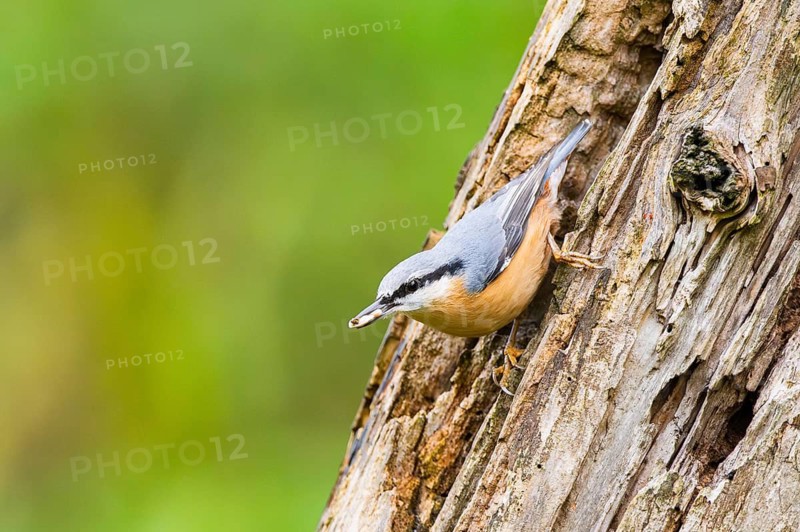 Eurasian nuthatch (Sitta europaea) sitting on an old wrotten tree trunk at a swamp, Bavaria, Germany